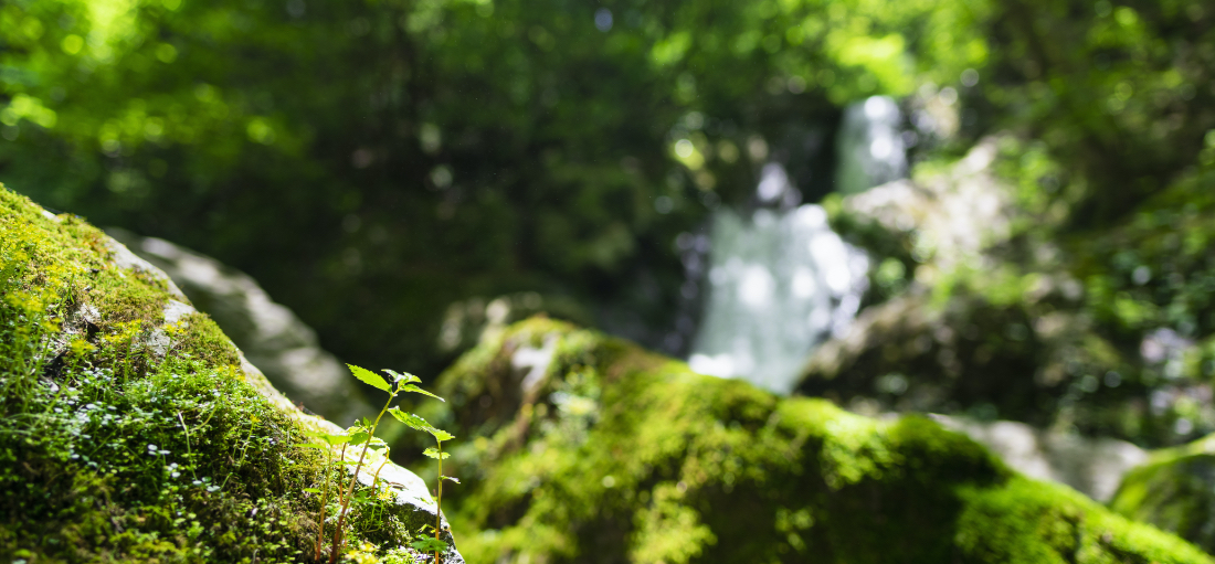 写真:自然エリア Natural Area